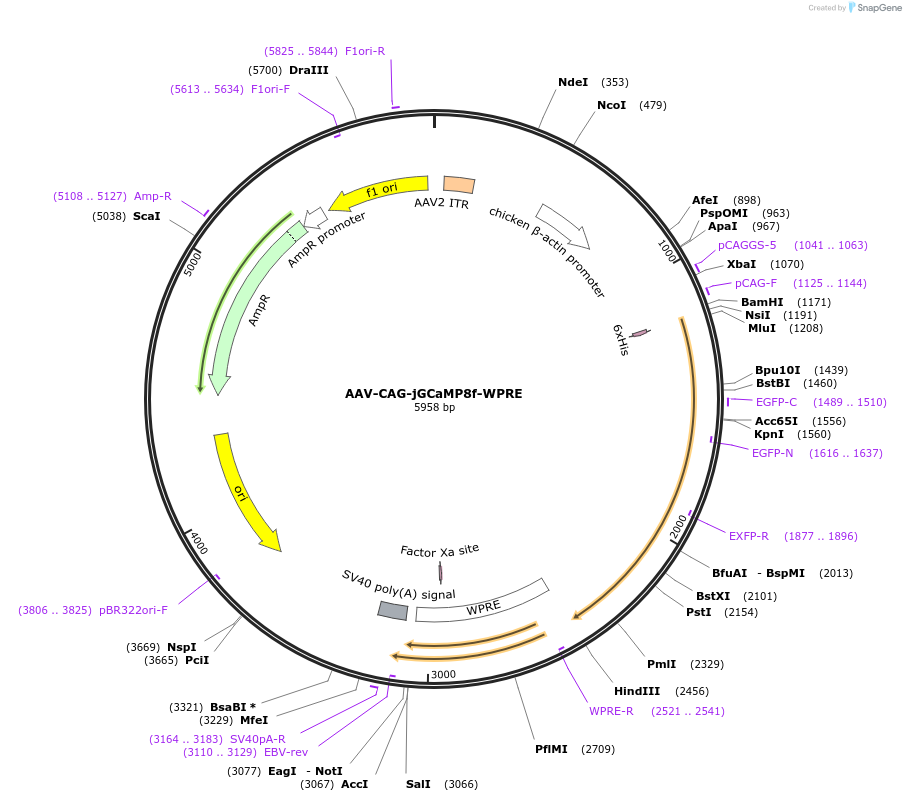 179254-plasmid-map-sequence-id-381183