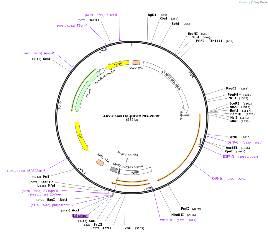 176752-plasmid-map-sequence-id-381185