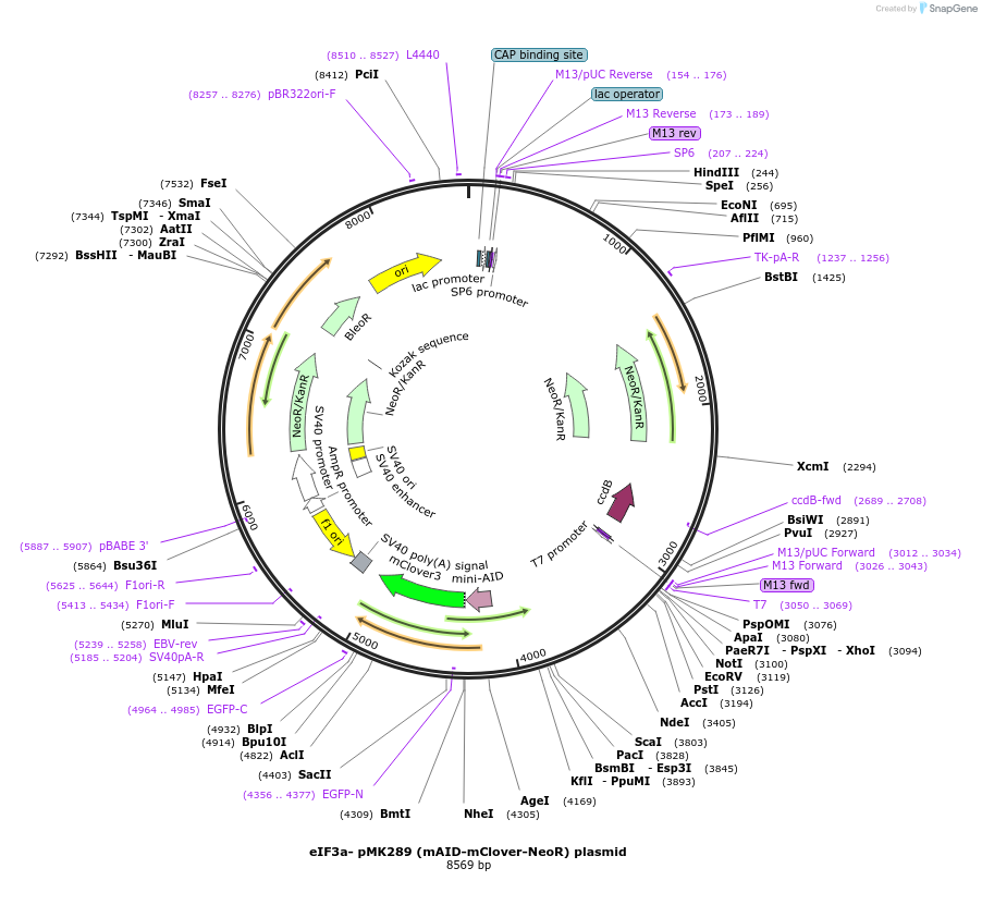 192235-plasmid-map-sequence-id-381191