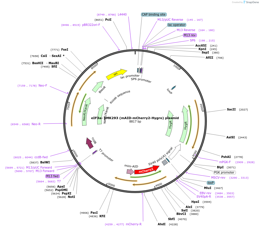 192236-plasmid-map-sequence-id-381192