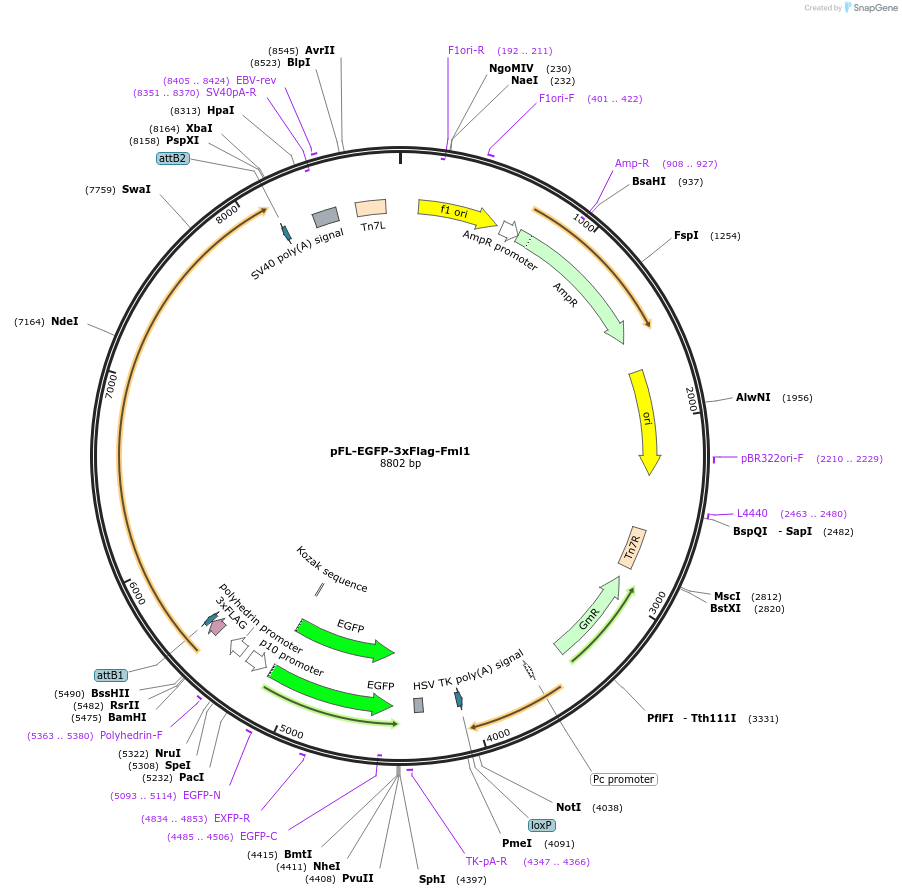 193058-plasmid-map-sequence-id-381194