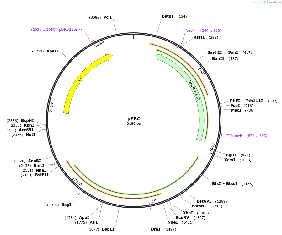 192855-plasmid-map-sequence-id-381201