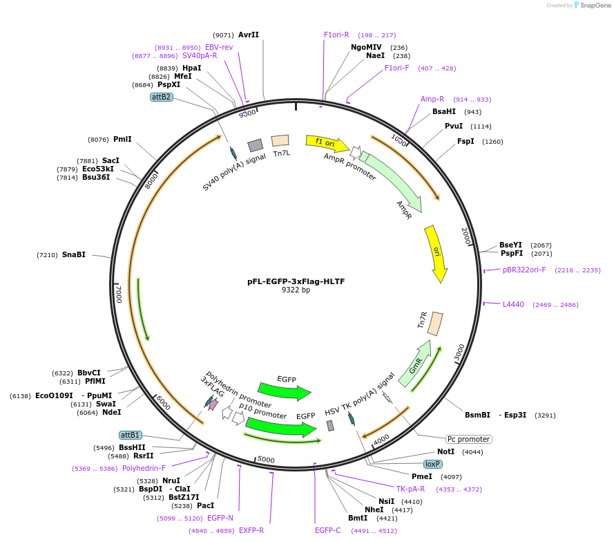 193055-plasmid-map-sequence-id-381202