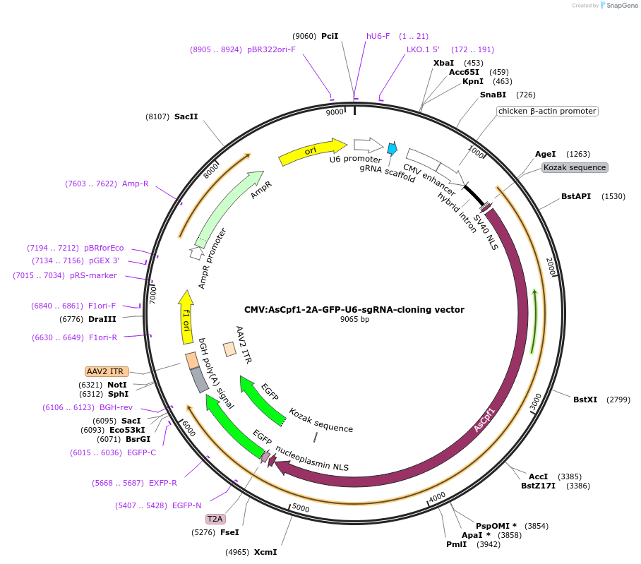 194715-plasmid-map-sequence-id-381217