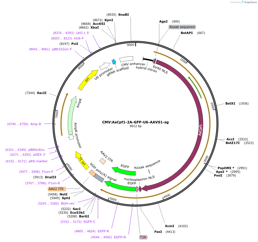 194716-plasmid-map-sequence-id-381220