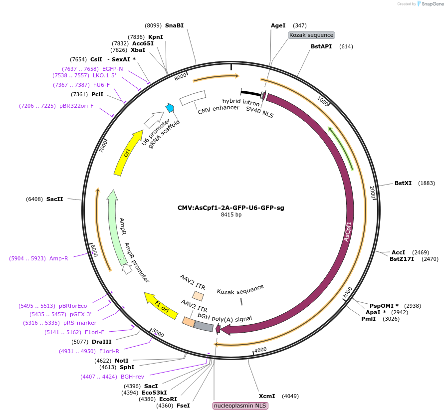 194717-plasmid-map-sequence-id-381222