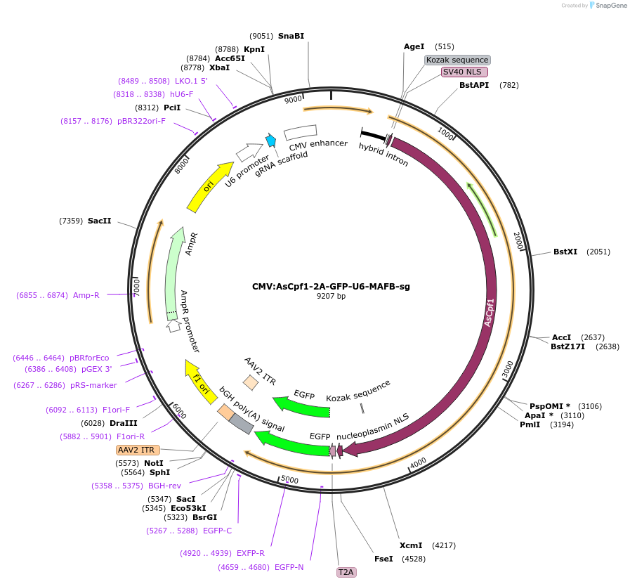 194718-plasmid-map-sequence-id-381223