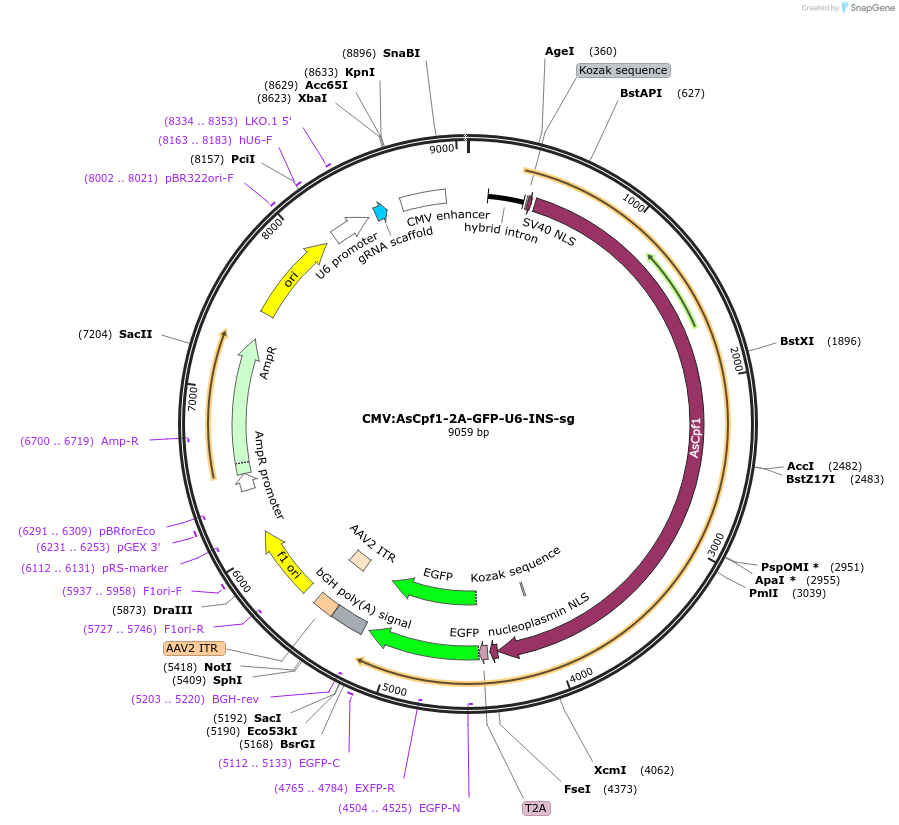 194719-plasmid-map-sequence-id-381224