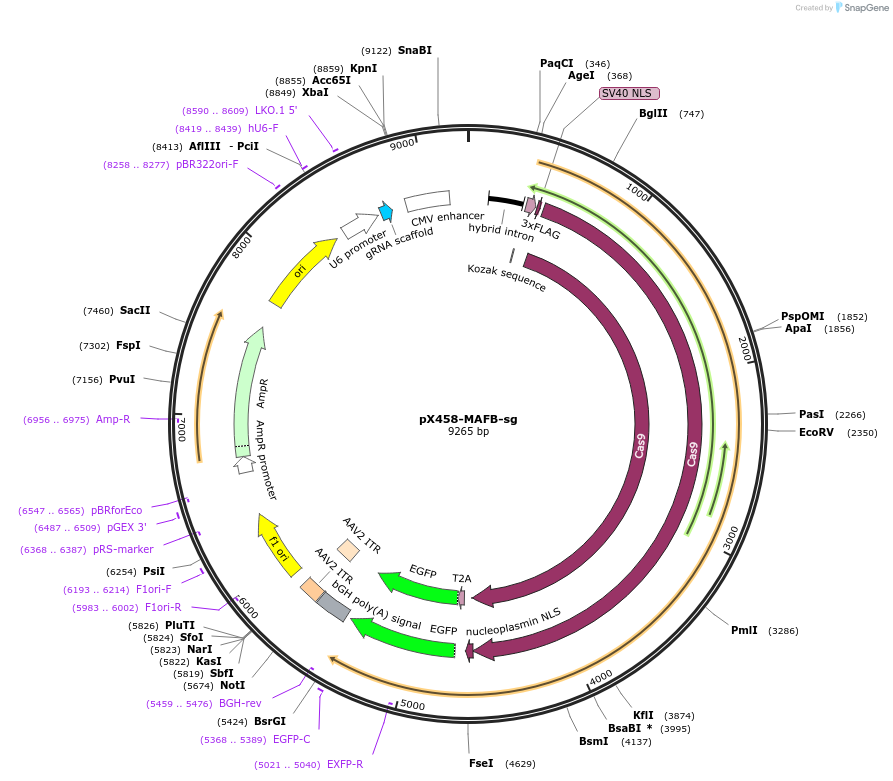 194720-plasmid-map-sequence-id-381225