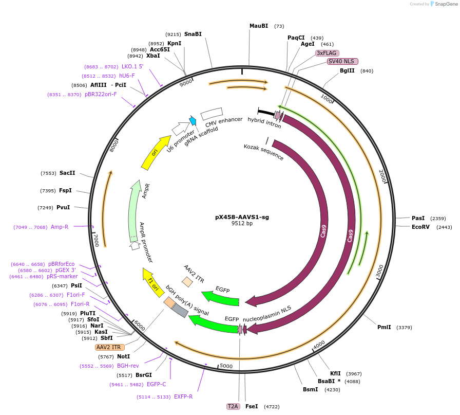 194721-plasmid-map-sequence-id-381227