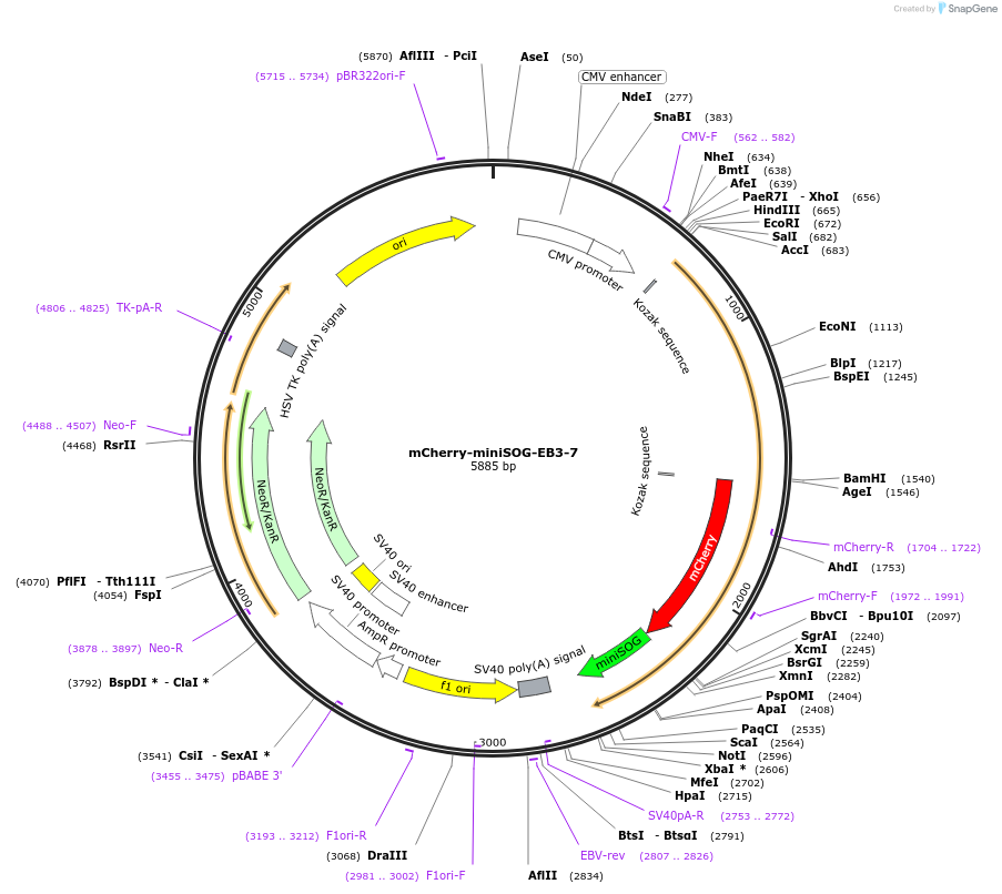 55089-plasmid-map-sequence-id-381238