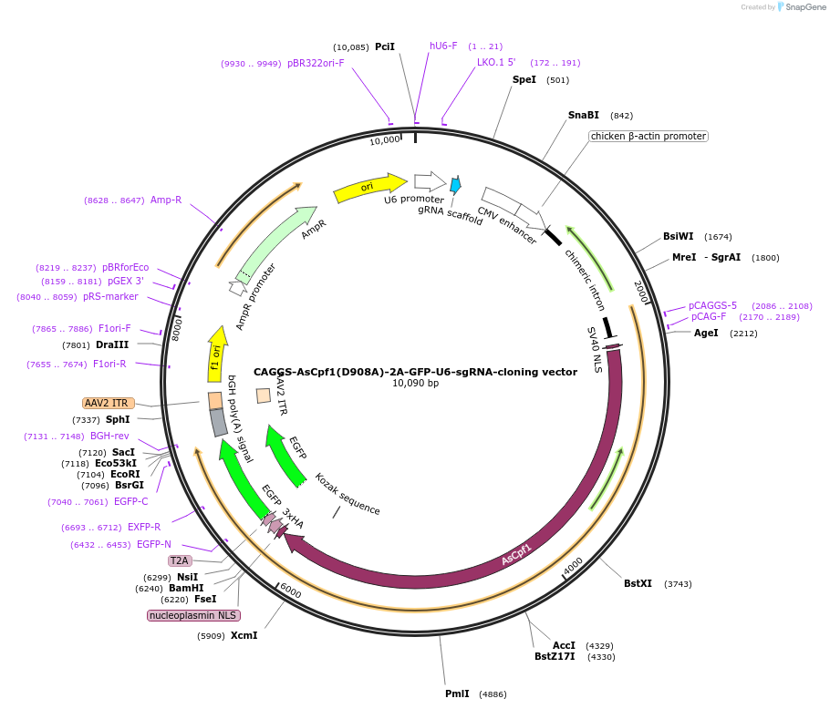 194726-plasmid-map-sequence-id-381239
