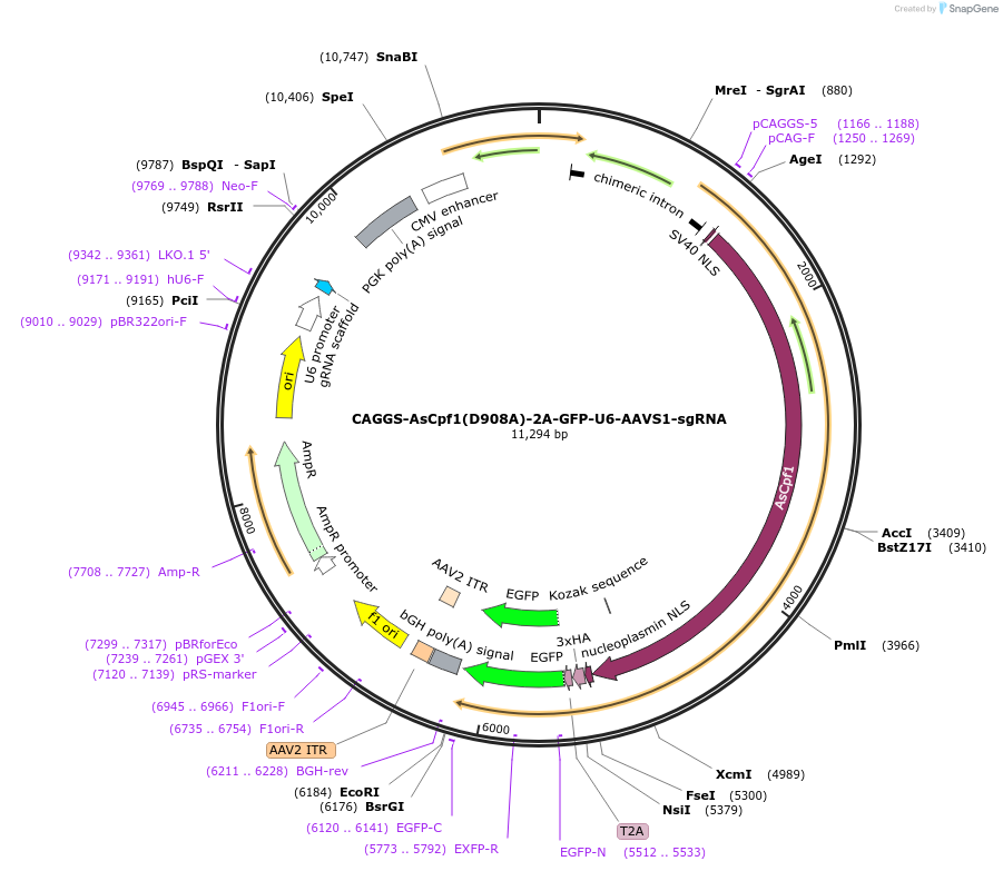 194727-plasmid-map-sequence-id-381241