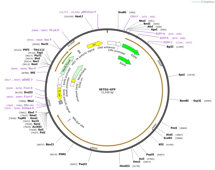 80653-plasmid-map-sequence-id-381273