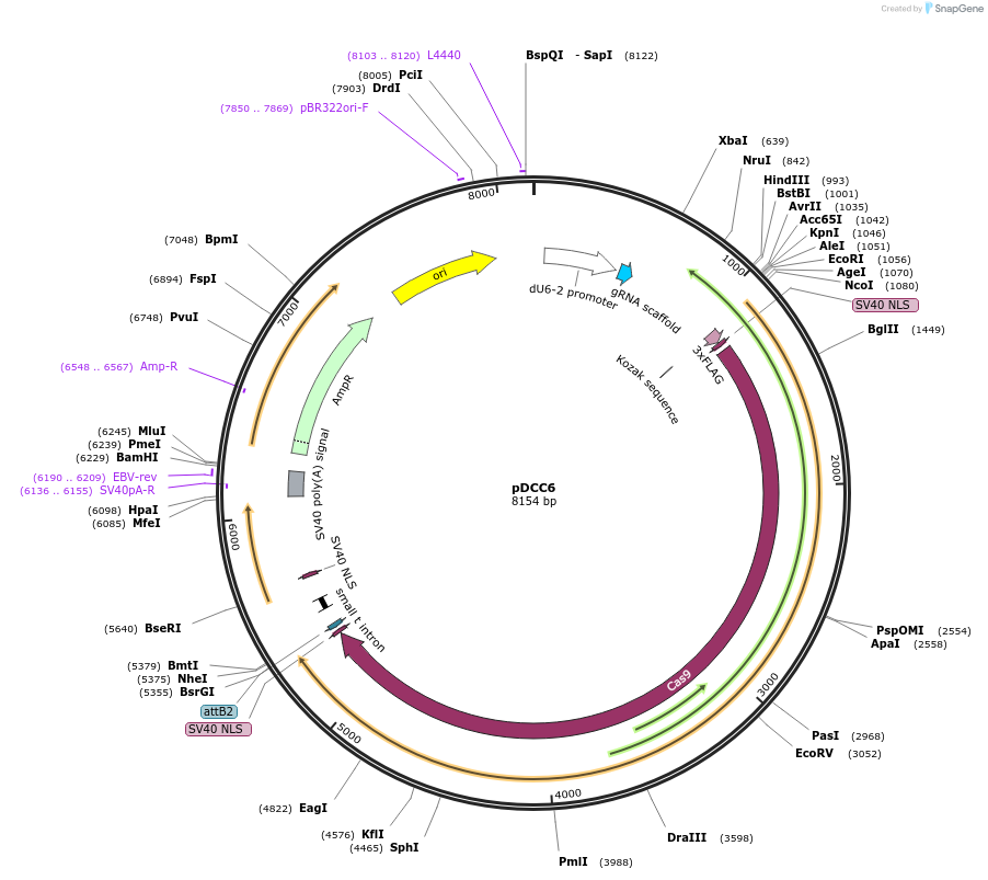 59985-plasmid-map-sequence-id-381276