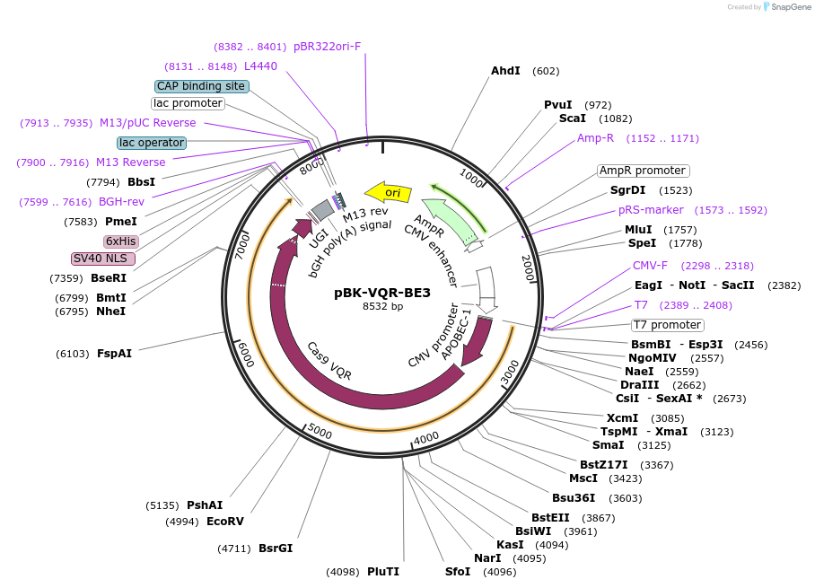 85171-plasmid-map-sequence-id-381277