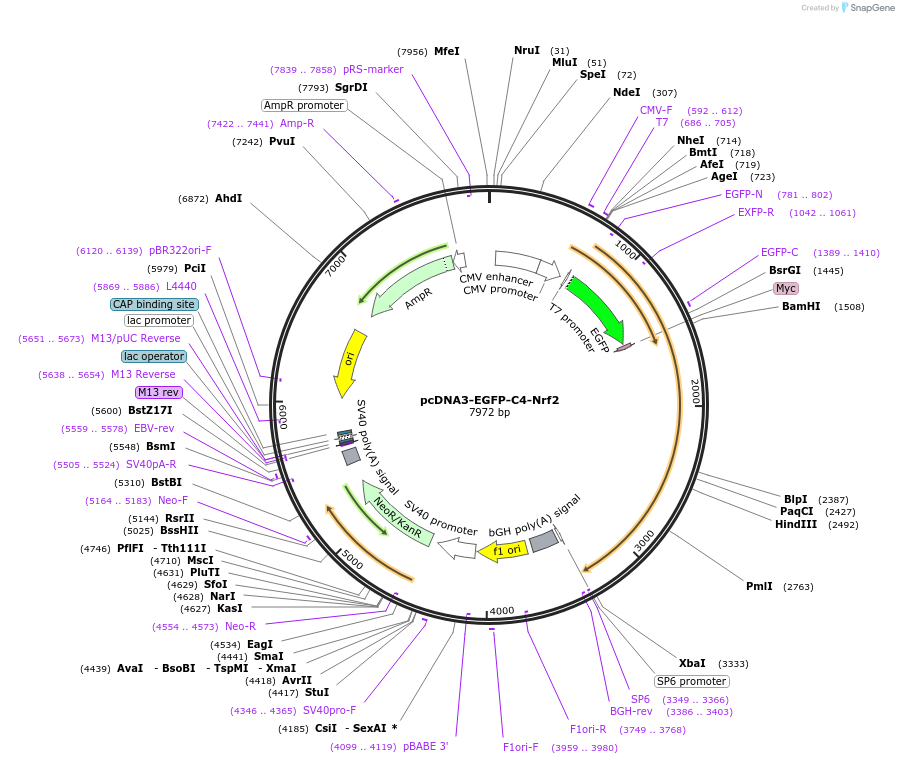 21549-plasmid-map-sequence-id-381278