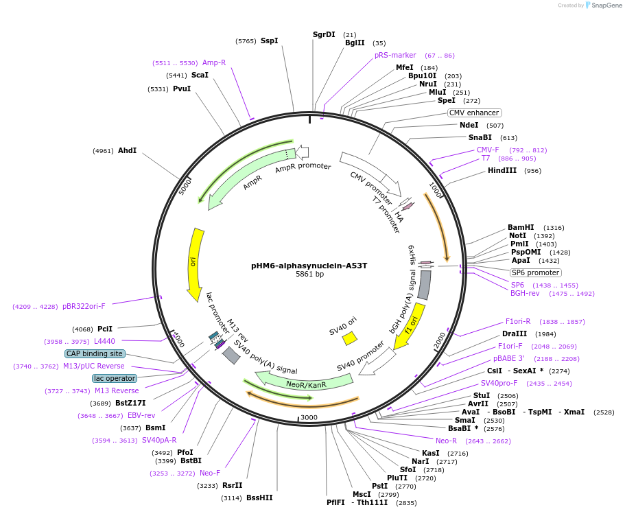 40825-plasmid-map-sequence-id-381280
