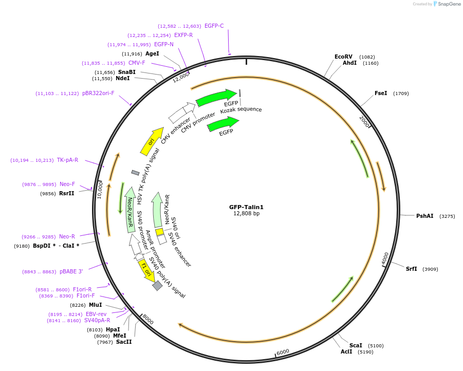 26724-plasmid-map-sequence-id-381281