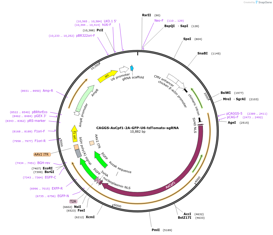 194724-plasmid-map-sequence-id-381294