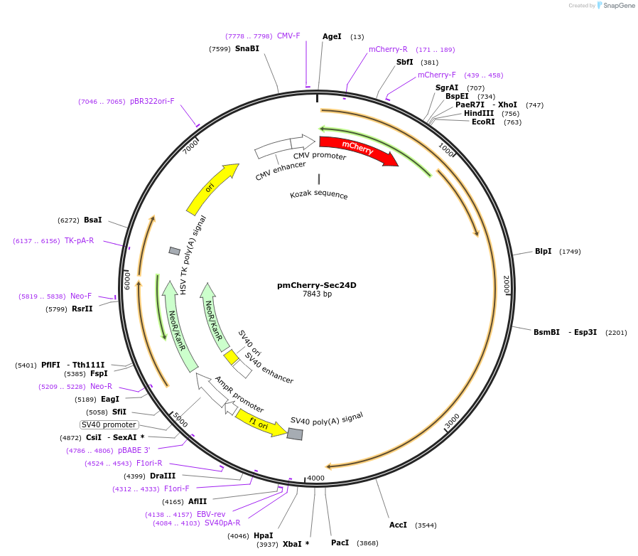 32677-plasmid-map-sequence-id-38130
