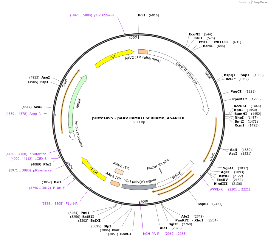 192602-plasmid-map-sequence-id-381306
