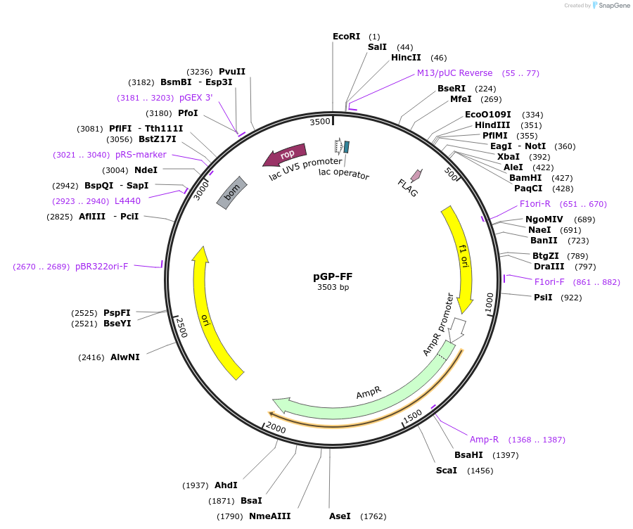 13480-plasmid-map-sequence-id-381309