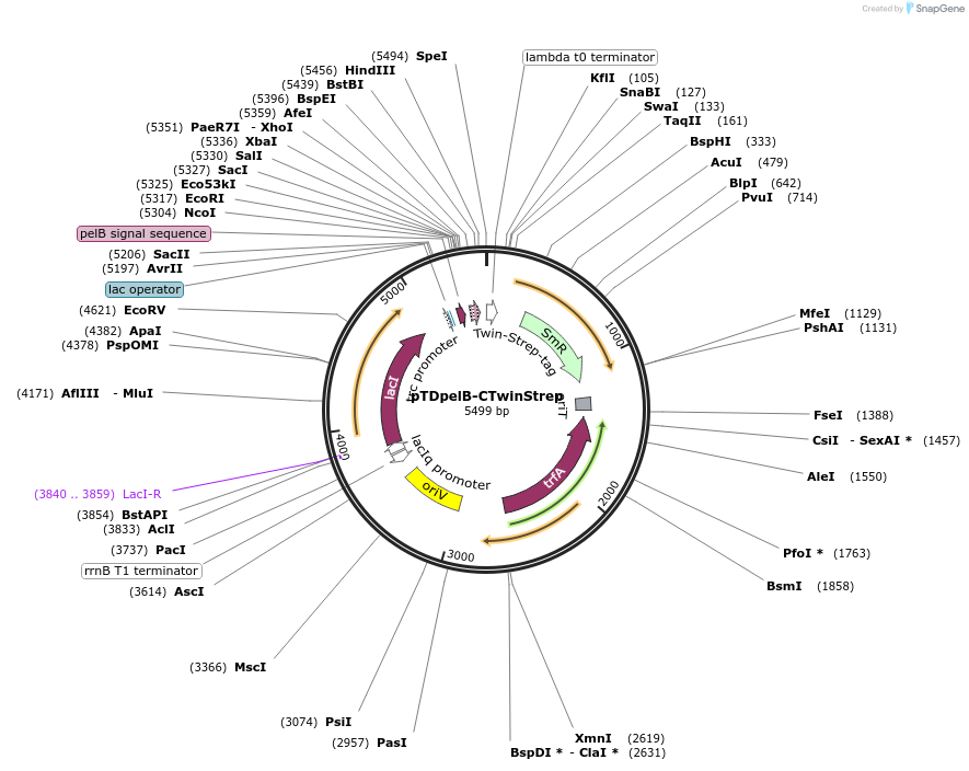 45941-plasmid-map-sequence-id-381310