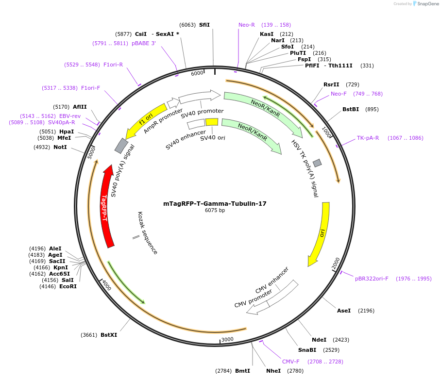58017-plasmid-map-sequence-id-381313