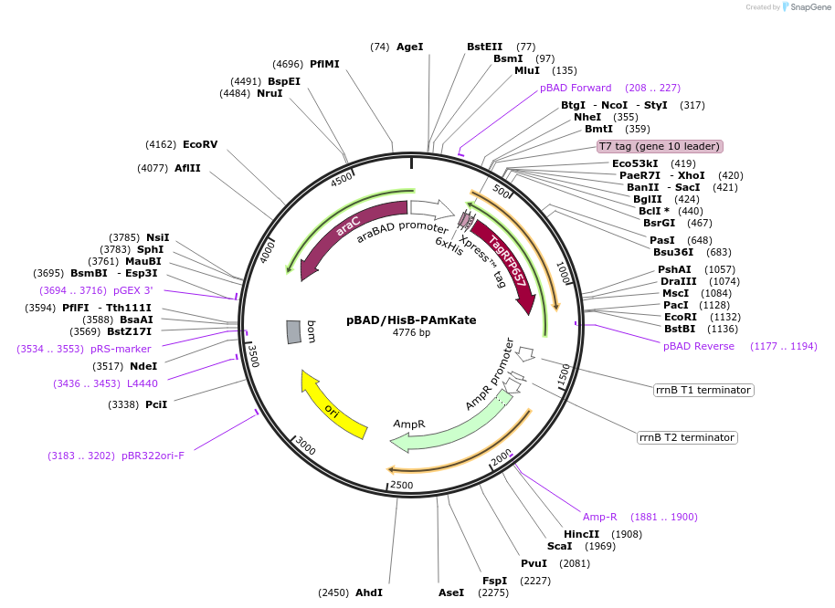 32691-plasmid-map-sequence-id-38133