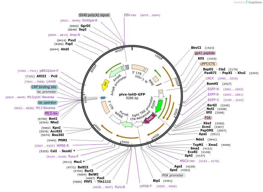 191560-plasmid-map-sequence-id-381345