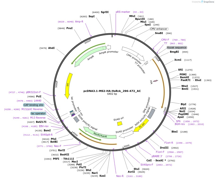 148419-plasmid-map-sequence-id-381359