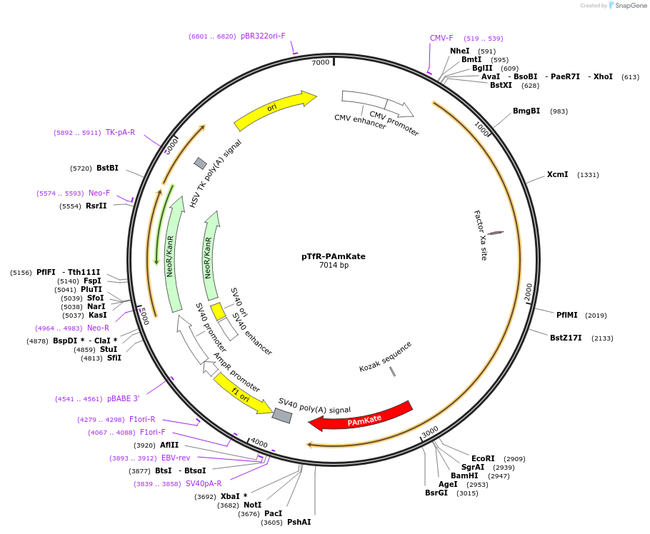 32692-plasmid-map-sequence-id-38136