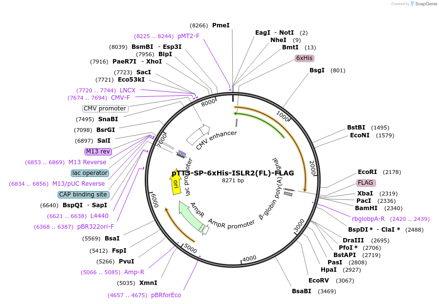 157626-plasmid-map-sequence-id-381371