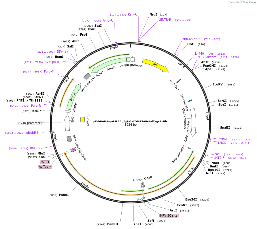 157630-plasmid-map-sequence-id-381372