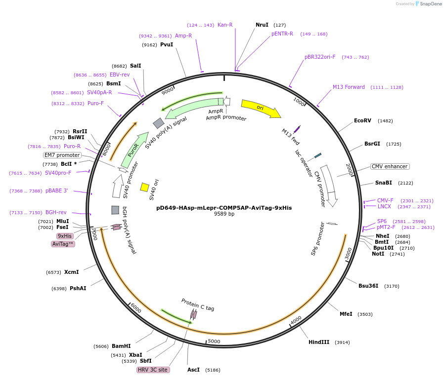 157628-plasmid-map-sequence-id-381381