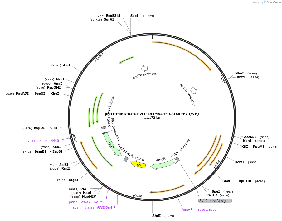 189792-plasmid-map-sequence-id-381416