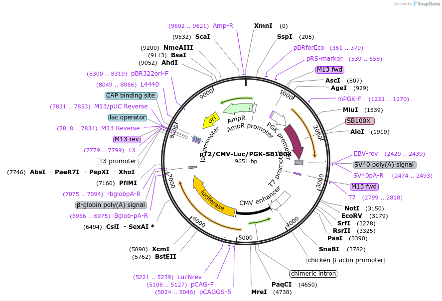192869-plasmid-map-sequence-id-381442