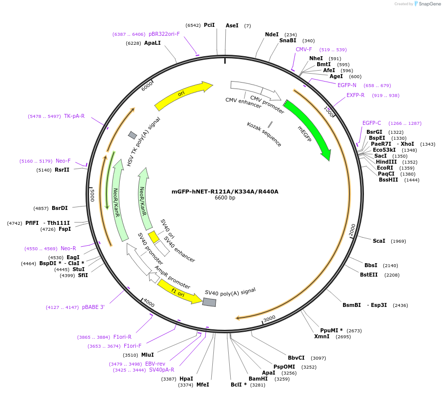 193366-plasmid-map-sequence-id-381450