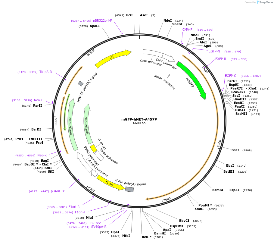193365-plasmid-map-sequence-id-381451