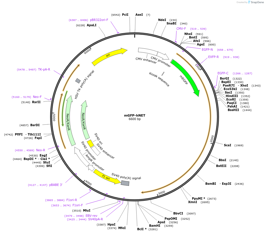 193364-plasmid-map-sequence-id-381453
