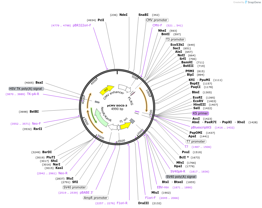 11486-plasmid-map-sequence-id-381459