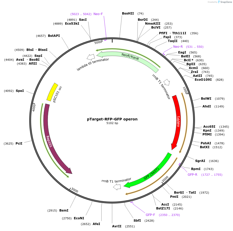 192279-plasmid-map-sequence-id-381463