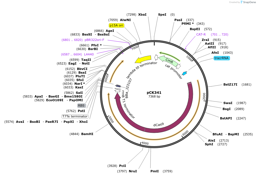 192640-plasmid-map-sequence-id-381518