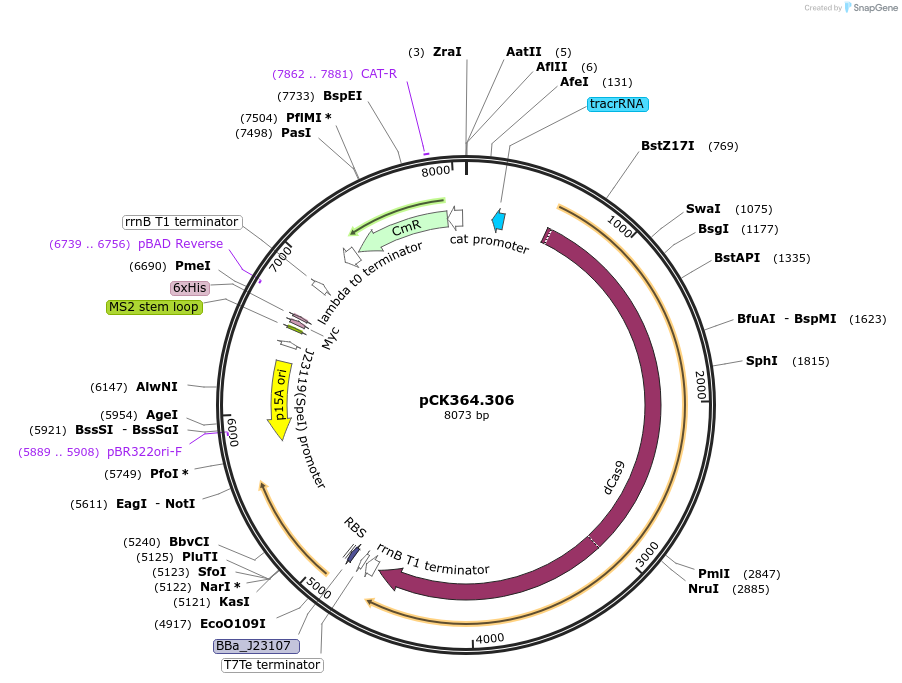 192642-plasmid-map-sequence-id-381520