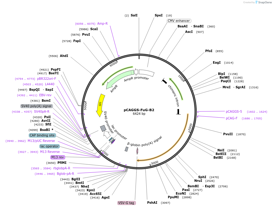 67513-plasmid-map-sequence-id-381535