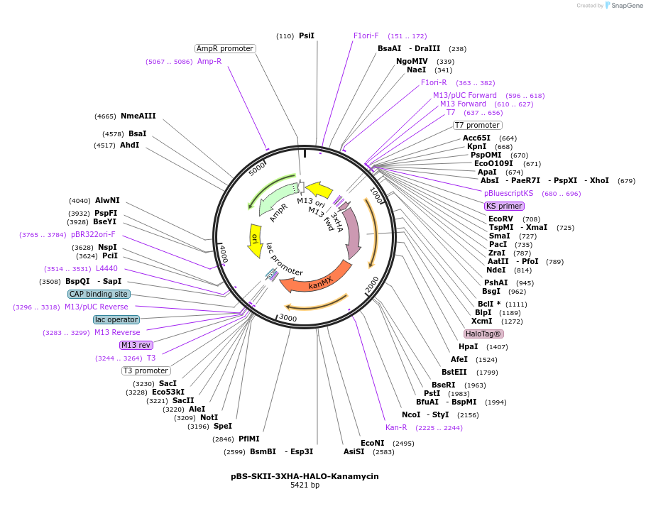 188933-plasmid-map-sequence-id-381551