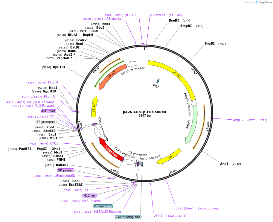 188392-plasmid-map-sequence-id-381563