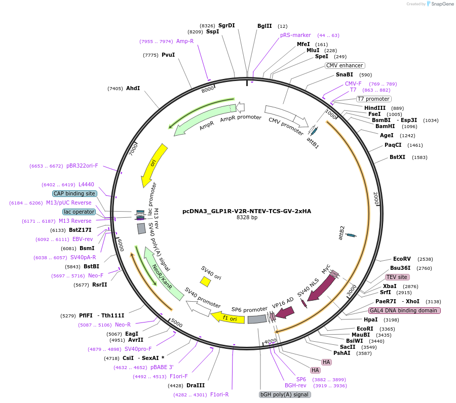 194380-plasmid-map-sequence-id-381565