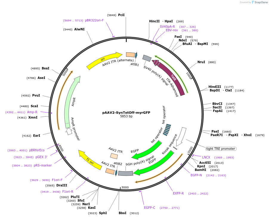 190233-plasmid-map-sequence-id-381567